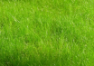 Сидерат (зеленое удобрение) Мятлик луговой 100гр