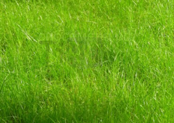 Сидерат (зеленое удобрение) Мятлик луговой 100гр
